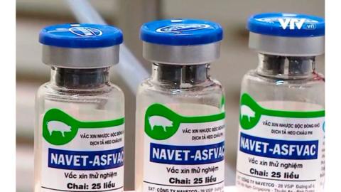 Dosis de prueba de NAVET-ASFVAC.