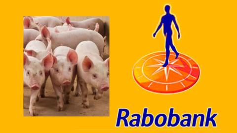 rabobank sector porcino