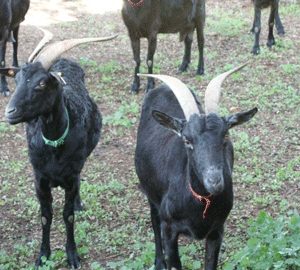 La fiebre aftosa también afecta a ganado caprino