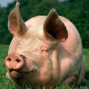 El olor sexual de los cerdos desagrada a los consumidores