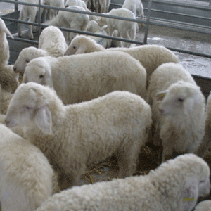Se han seleccionado cuatro proyectos del sector ovino de carne