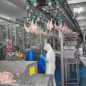 La cooperativa procesa 200.000 pollos a la semana