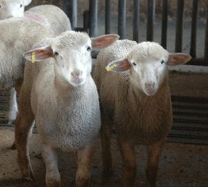 Los productores entregan 5 céntimos al matadero y los comercializadores otros 5 por animal sacrificado