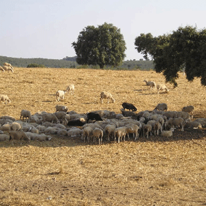 Cordesur será la mayor cooperativa ovino de España