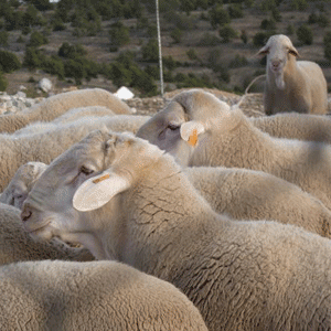 También crecen las exportaciones de ovino y caprino en vivo