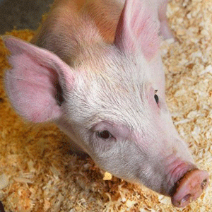 Este cerdo podría ser la base para eliminar diversas enfermedades ganaderas