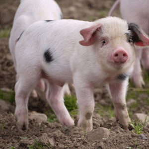 El bienestar animal para el porcino se cumple en toda España