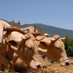 Se distribuirán 1.129.467 euros para la prima complementaria a la vaca nodriza