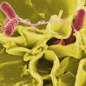 Imagen de Salmonella vista al microscopio