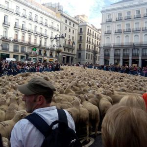 Momento en el que los corderos realizan su paso por la Puerta del Sol de Madrid