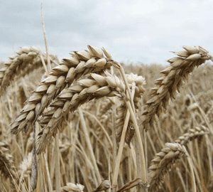 El precio del trigo ha llegado a descender un 27 por 100