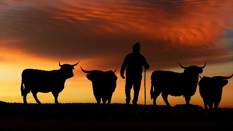 Vacas sostenibilidad.