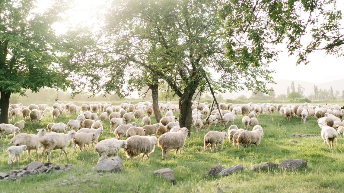 rebaño ovejas campo