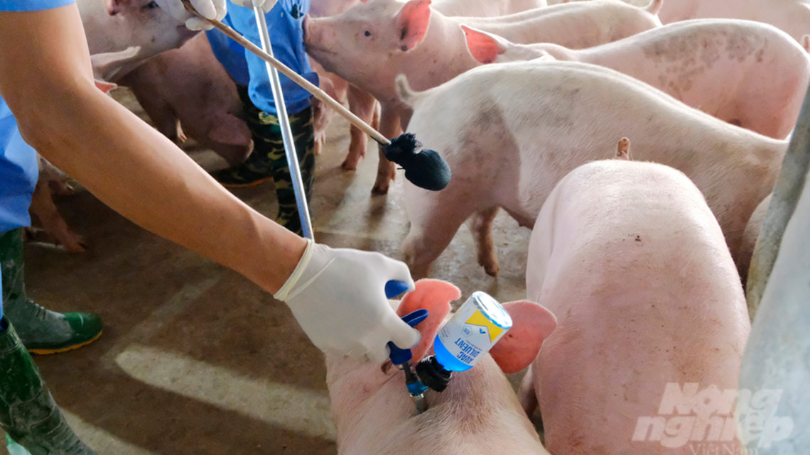 aplicación vacuna a cerdos de capa blanca