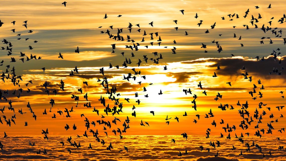 aves volando sobre el mar