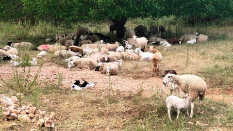 ganado ovino y caprino