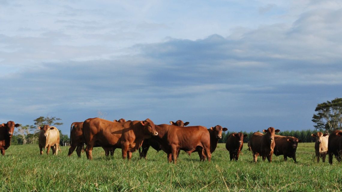 vacas pastando en el campo