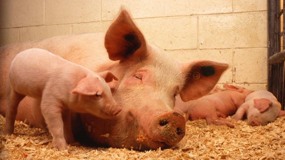 La producción ecológica porcina es aún minoritaria y la principal razón, indican desde el IRTA, son los problemas técnicos.