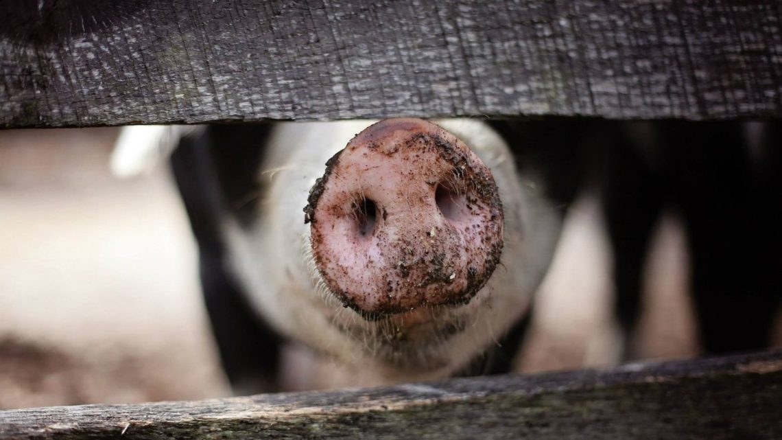 El año pasado se confirmaron en Polonia 14 focos de PPA en cerdos domésticos.