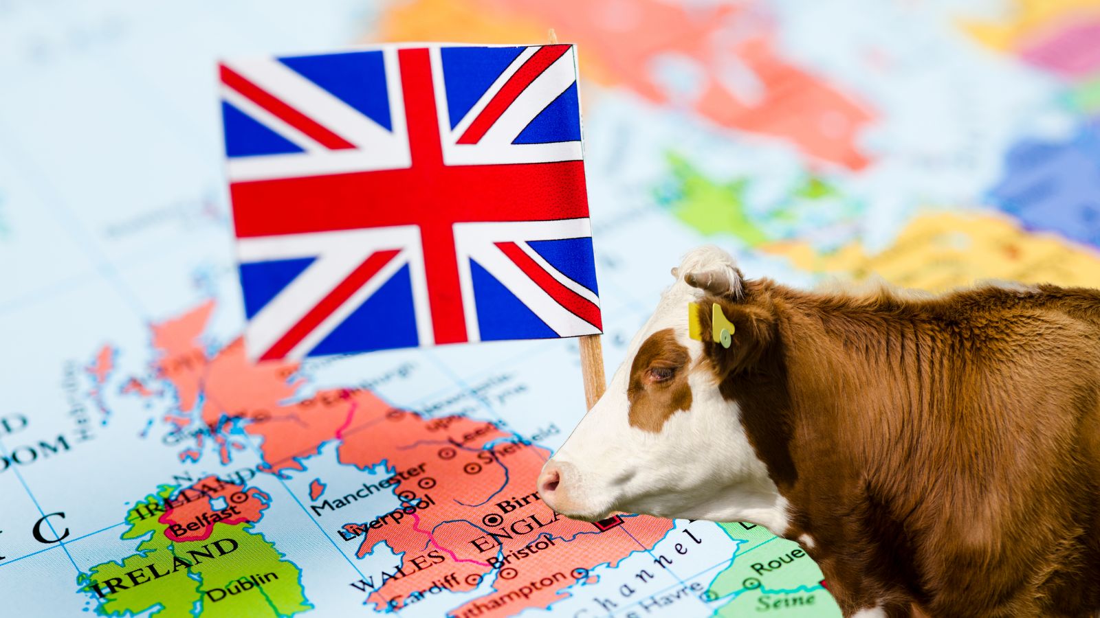 Shrinkage in the UK cattle herd