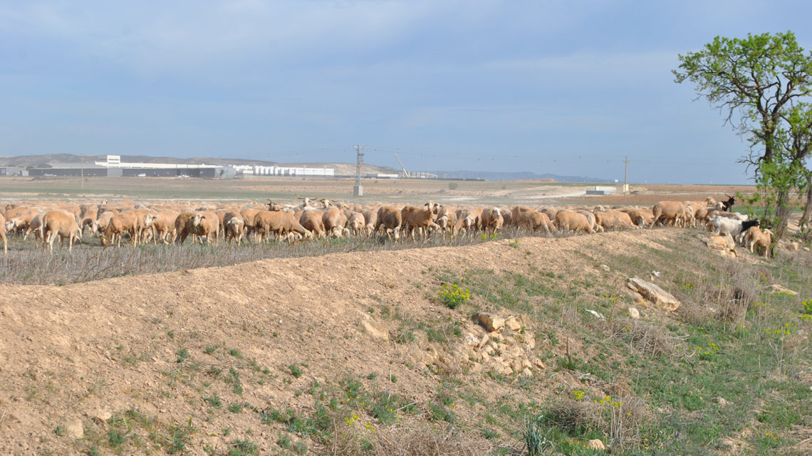 Los sectores ganaderos cárnico y lechero recibirán 355 millones de euros de ayudas directas frente a la sequía