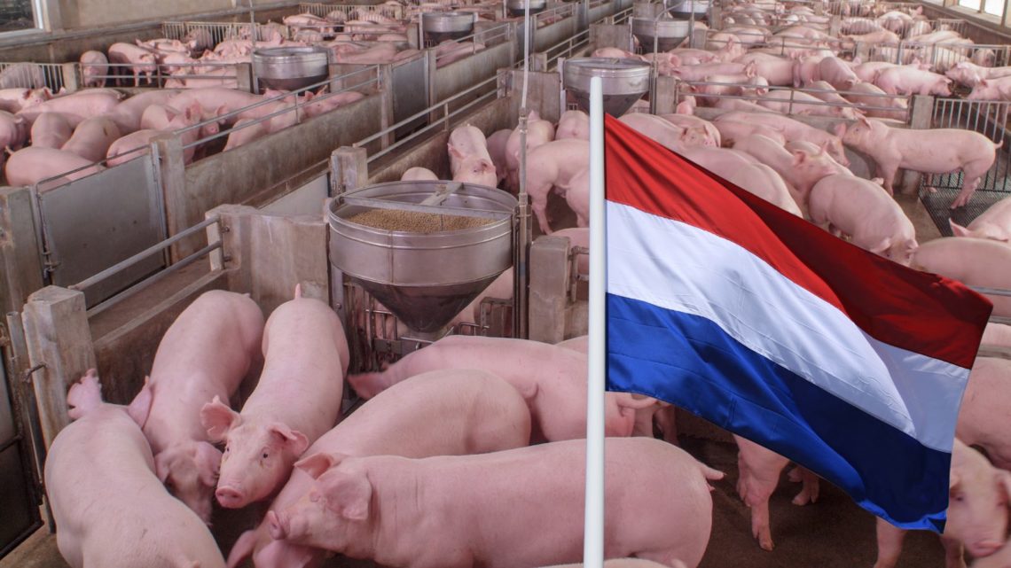 Informe Rabobank del sector porcino en los Países Bajos