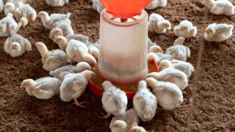 Se publican en el BOE las tablas salariales definitivas para el año 2022 del Convenio colectivo estatal para las granjas avícolas y otros animales