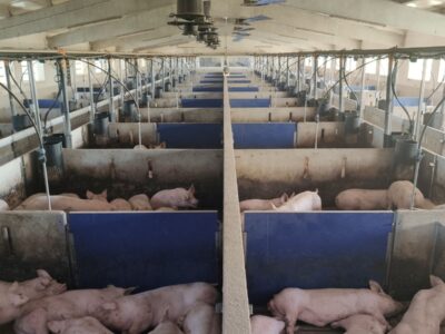El sector porcino de capa blanca español, principal proveedor de carne de cerdo a China