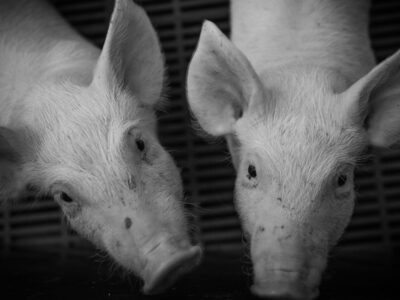 Peste Porcina Africana: Los brotes en la Unión Europea en cerdos domésticos se multiplicaron por cinco en 2023