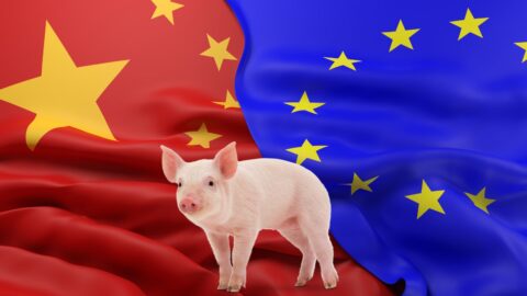 El sector porcino español, comprometido con la transparencia y colaboración en la investigación antidumping iniciada por China