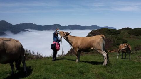 ternera asturiana