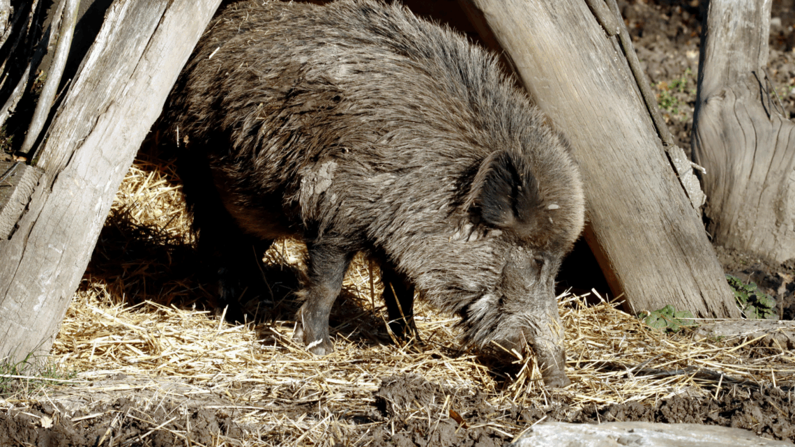 peste porcina africana