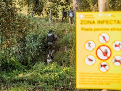 Se confirman en la misma zona siete positivos más de PPA en jabalís; las granjas porcinas siguen libres de la enfermedad