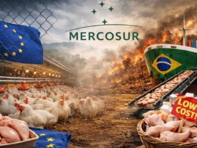 El pacto con Mercosur restará 300 millones de pollos anuales a la producción europea