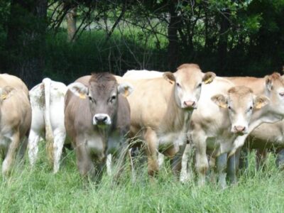 Aragón confirma un segundo foco de DNC: la noticia desata el enfado de ASOPROVAC, que no descarta pedir responsabilidades