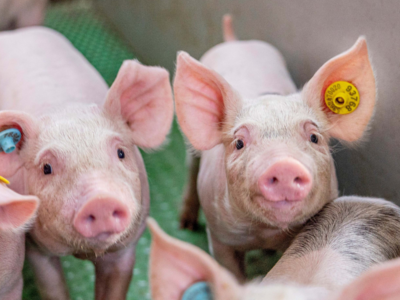 Incarlopsa lidera un proyecto pionero en el sector porcino con tecnología no invasiva